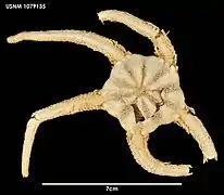 Ophiosparte gigas (USNM).