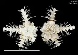 Ophiothamnus affinis, une Ophiothamnidae.