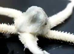 Ophiotholia spathifer (Ophiohelidae)