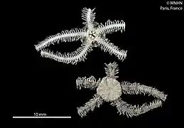 Ophiothrix tricuspida