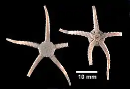 Ophiozonella marmorea