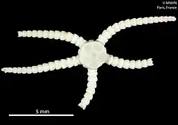 Ophiozonella novaecaledoniae