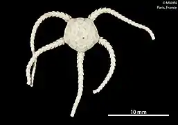 Ophiura flexibilis (MNHN).