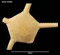 Ophiuroglypha irrorata.