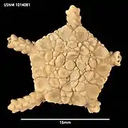 Ophiurolepis anceps (USNM)