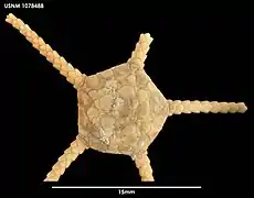 Ophiurolepis brucei (USNM)