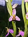 Ophrys Abeille (Ophrys Apifera) l'une des espèces les plus emblématiques et des plus connues de la famille des Ophrys.