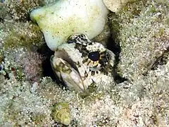 Opistognathus&nbsp;(en) macrognathus