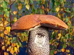 Leccinum versipelle, le Bolet roux.
