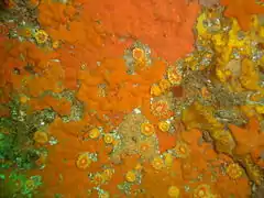 Balanophyllia bonaespei