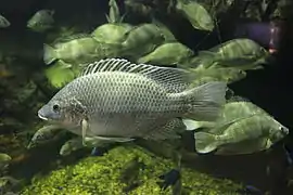 Variété de pisciculture/alimentaire (type sauvage)