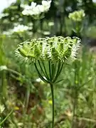 Photographie en couleur d'une ombelle composée de fruits immatures, verts.
