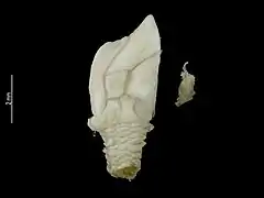 Ornatoscalpellum vanhoeffeni