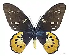 O. g. supremus, ♀ (avers)