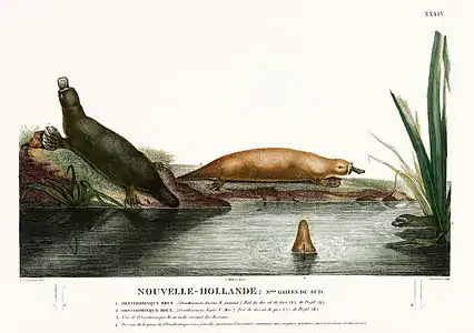 Ornithorynque dessiné par un membre de l'expédition Baudin, début du XIXe siècle.