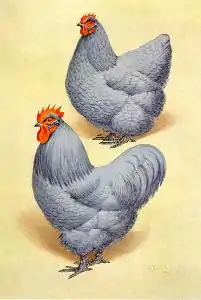 Coq et poule orpington gris perle (lavande)