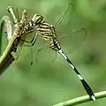 Orthetrum sabina