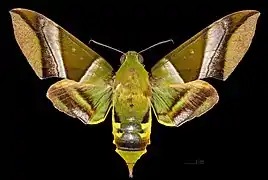 Avers de le femelle (coll.MHNT).