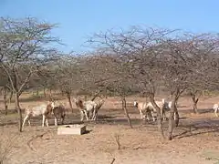 Oryx en captivité à la réserve de Guembeul (Sénégal) en février 2003.