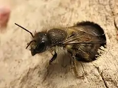 Une abeille maçonne (ici Osmia cornifrons (en)) explorant une cavité.