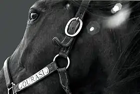 Image illustrative de l’article Ourasi