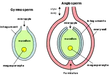 Ovules (mégagamétophytes) : Gymnospermes à gauche, Angiospermes à droite.