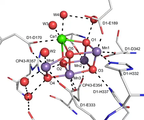 Structure du centre Mn4O5Ca du COE du PSII par cristallographie aux rayons X à 0,19 nm.