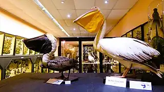 Pélicans brun et blanc.