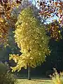 Copalme d'Amérique (Liquidambar styraciflua).
