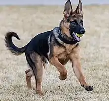 Photographie en couleurs d'un chien ayant en gueule une balle de tennis jaune.