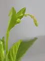 Détail d'une inflorescence de Microtea debilis.