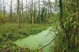 L'étang et le terril des Argales Rieulay Nord.