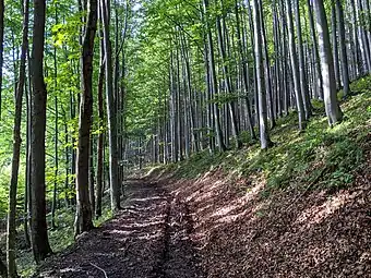 Réserve naturelle d'Uplaz.