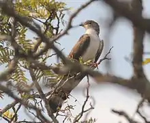 Un coucou d'Audebert dans le parc.