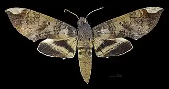 Face dorsale du mâle MHNT