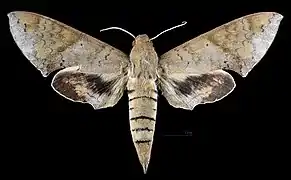 Avers de la femelle (coll.MHNT)