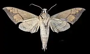 △ Revers du mâle  (coll.MHNT)