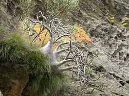 Pachypodium rosulatum gracilius dans le Parc National de l'Isalo, Madagascar