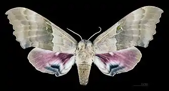 Pachysphinx modesta  femelle avers (coll.MHNT)