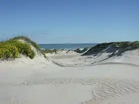 Dunes de sable de Padre Island