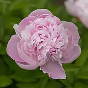 Pivoine la Perle, obtention Crousse 1886