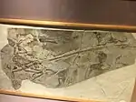 L'holotype de Microraptor exposé au musée.