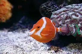 Anoplocapros lenticularis