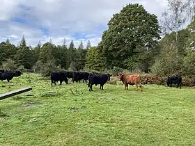 Image illustrative de l’article Forêt de Pamber et Silchester Common