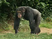 Un chimpanzé qui marche à quatre pattes