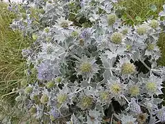 Panicaut maritime ou chardon des dunes.