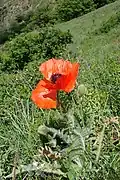Pavot d’Orient sauvage, Arménie