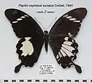Papilio nephelus sunatus, recto et verso.