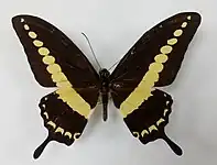 Papilio demolion (avers)