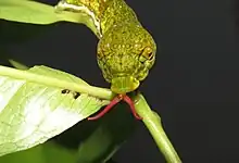 Chenille avec son osmeterium sorti, imitant une tête de serpent
